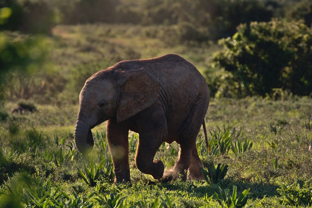 Chebera Churchura National Park