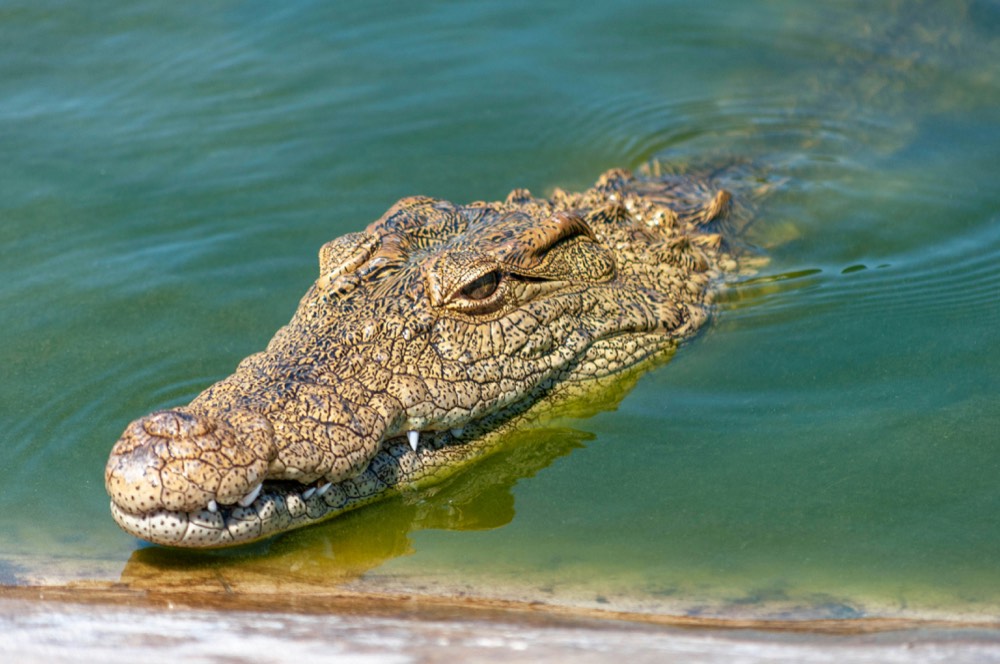 Wildlife of Nechisar National Park