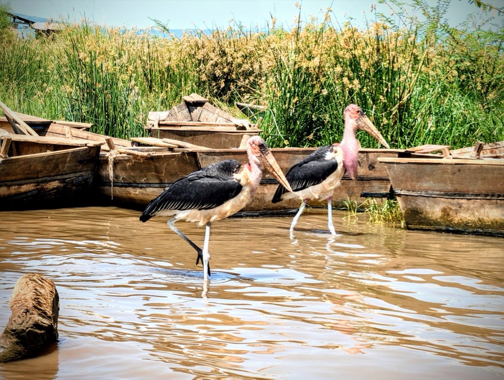 Lake Chamo & Crocodile Market