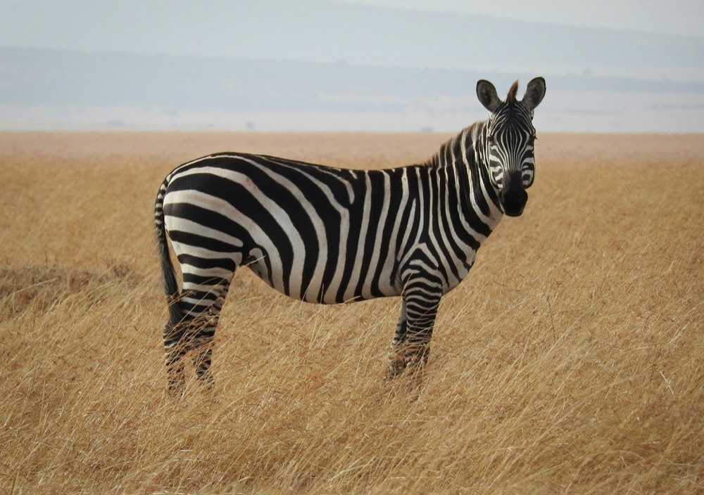 Nechisar National Park